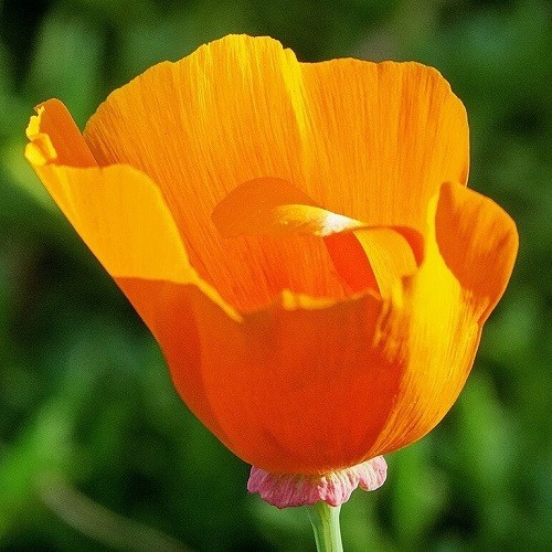 2,000 Orange California Californica Eschscholzia Poppy Flower Seeds For Planting