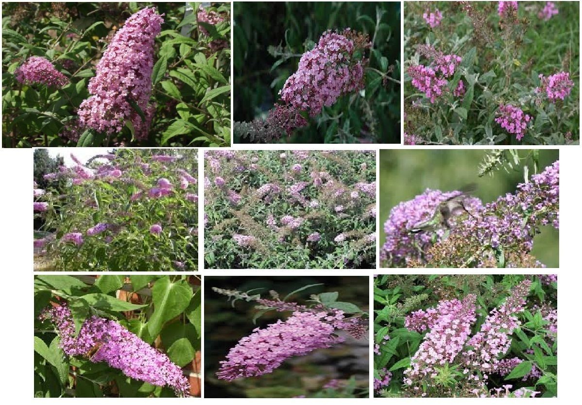 #50 Special Listing For 7 Different Kinds Of Butterfly Bush Seeds