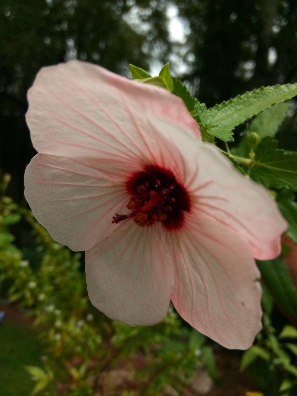 25 Light pink Swamp Rose Mallow Hibiscus Seeds.Medium size Flowers.Maroon Center