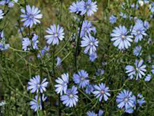 BLUEST BLUE CHICORY 500+ SEEDS BEAUTIFUL BLUE CUT FLOWER