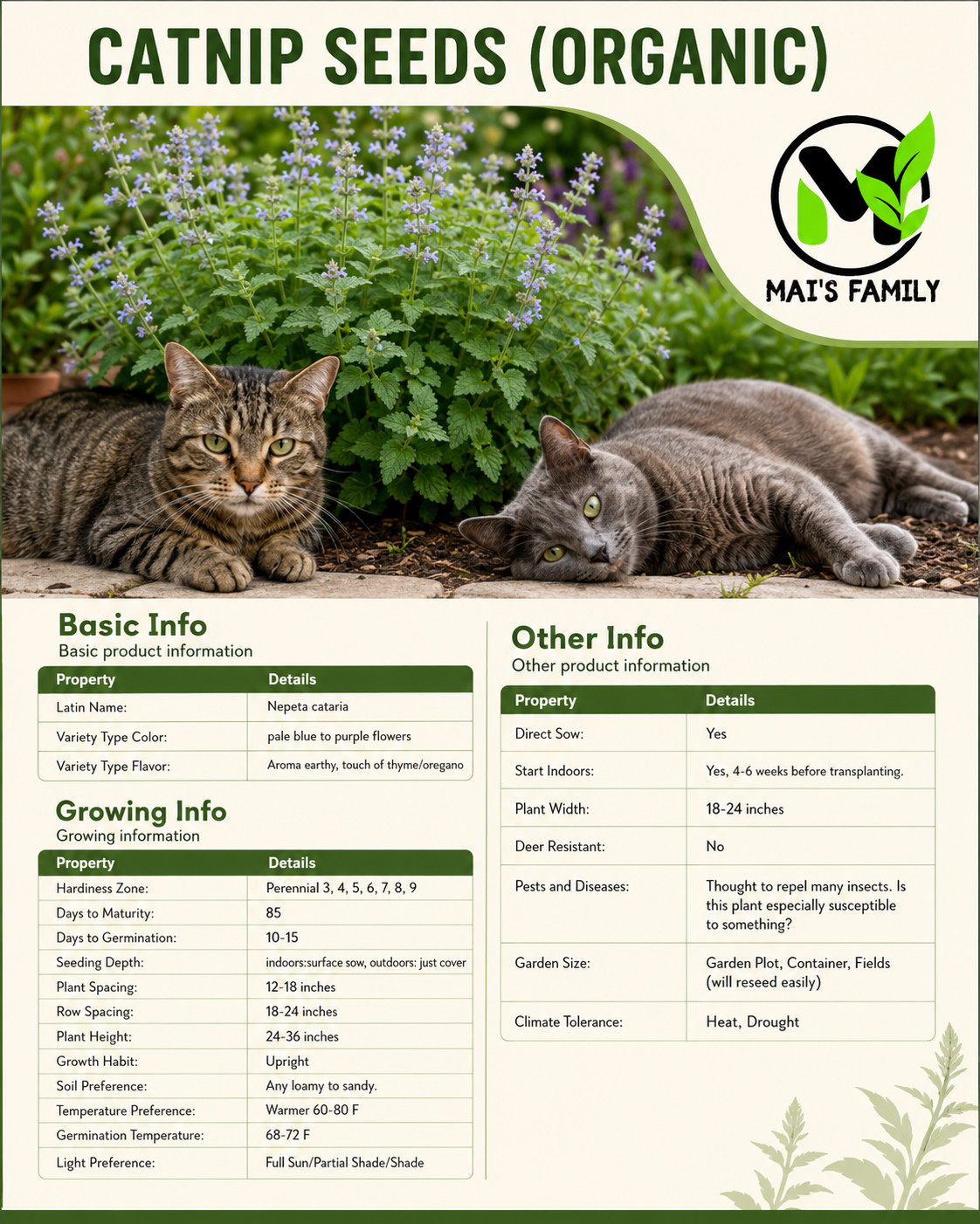 Catnip Seeds 1000+ Herb Perrenial Garden NON-GMO USA FREE SHIPPING