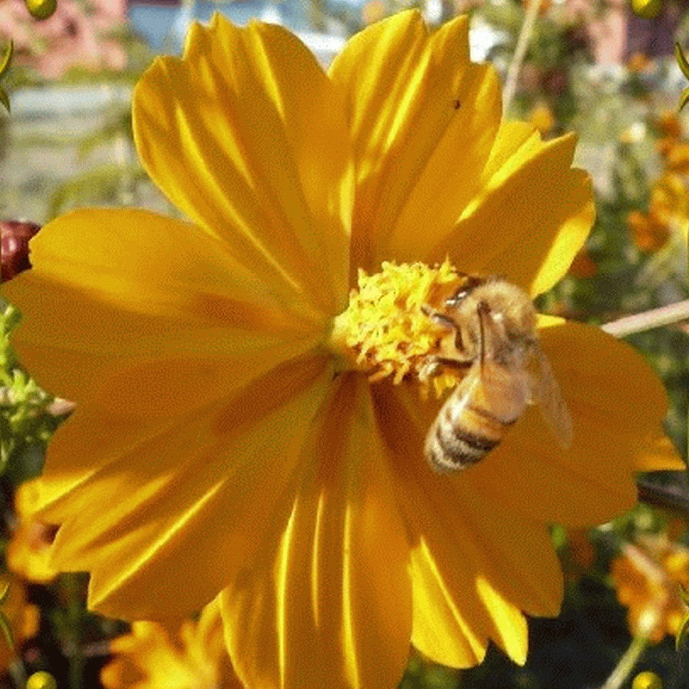 100+ Sulphur Cosmos Seeds – Bright Lights – NON GMO – Hummingbirds – Butterflies