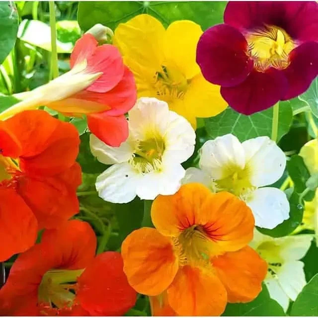 Nasturtium tall SINGLE blend Fragrant Hummingbirds 25 Seeds