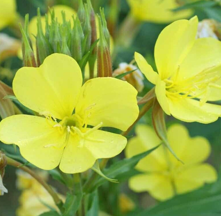 EVENING PRIMROSE SEEDS 4000+ common BIENNIAL flower GARDEN Oenothera Lamarckiana