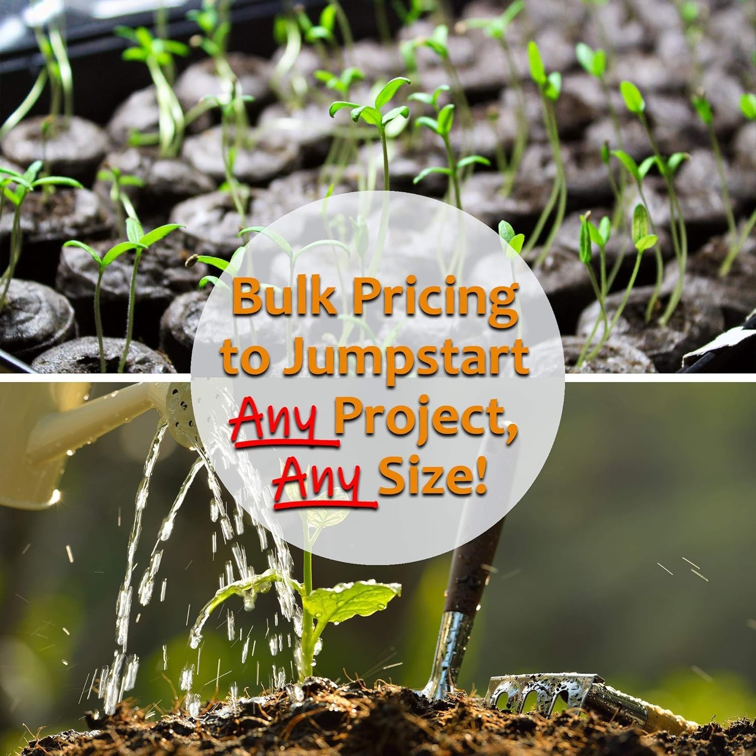 Kitazawa Seed Company Egyptian Spinach Seeds – Molokhia, Jew’s Mallow 4 PACK