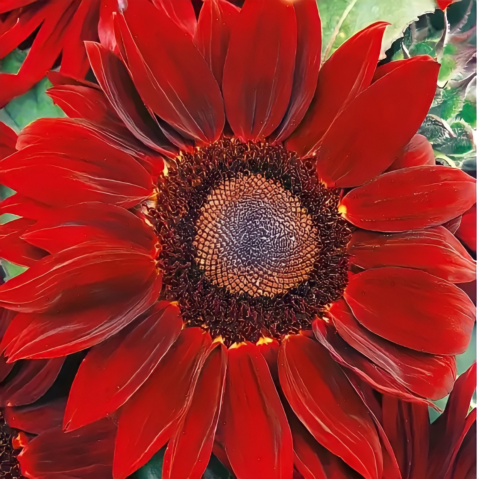 40 Red Sun Sunflower Seeds – Deep Red to Scarlet Red Blooms – Stunning Reds