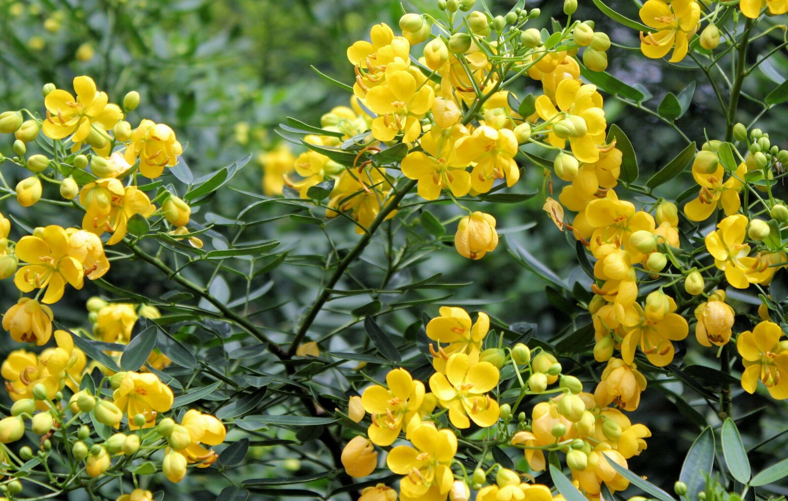 Cassia tora Wild Sensitive Plant Seeds- – 10 Seed Pack
