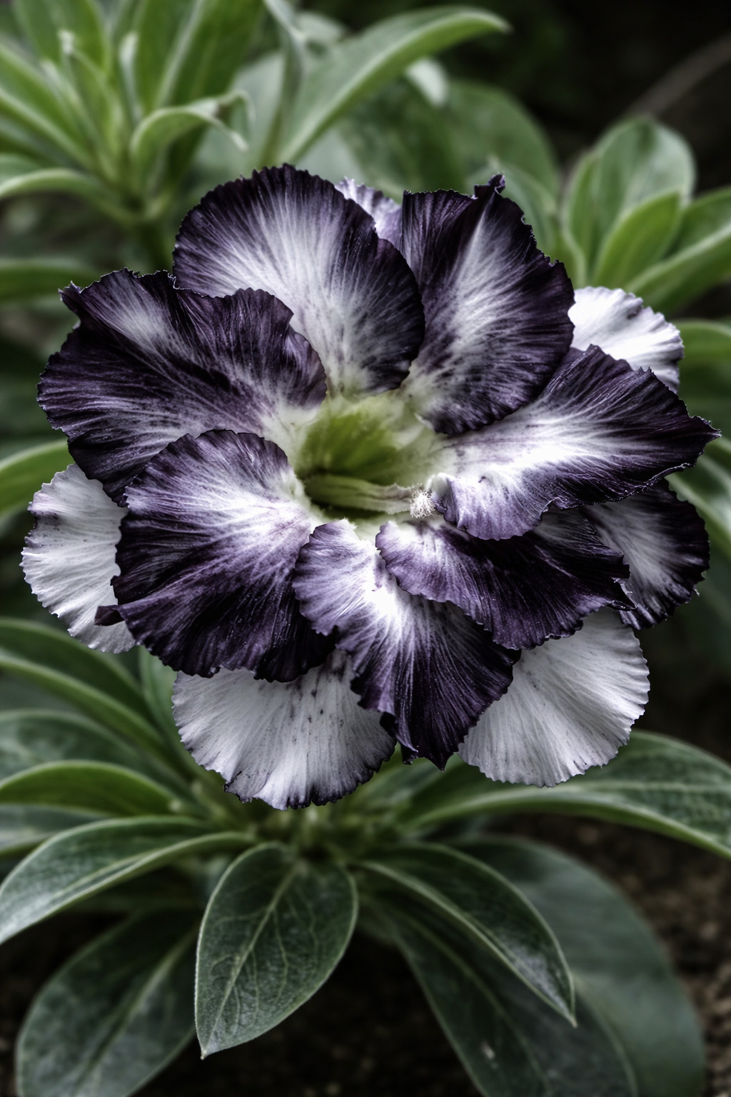 4 Seeds Adenium Obesum Desert Rose “White Black” Perennial Seed Flower