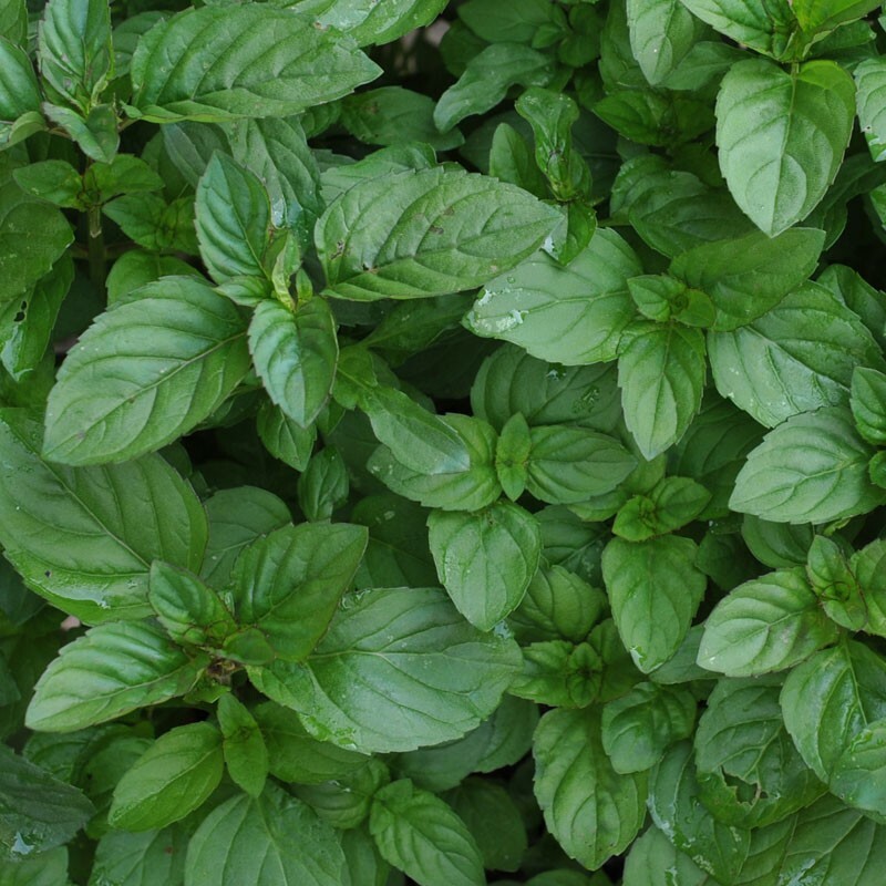 Unique Mint
