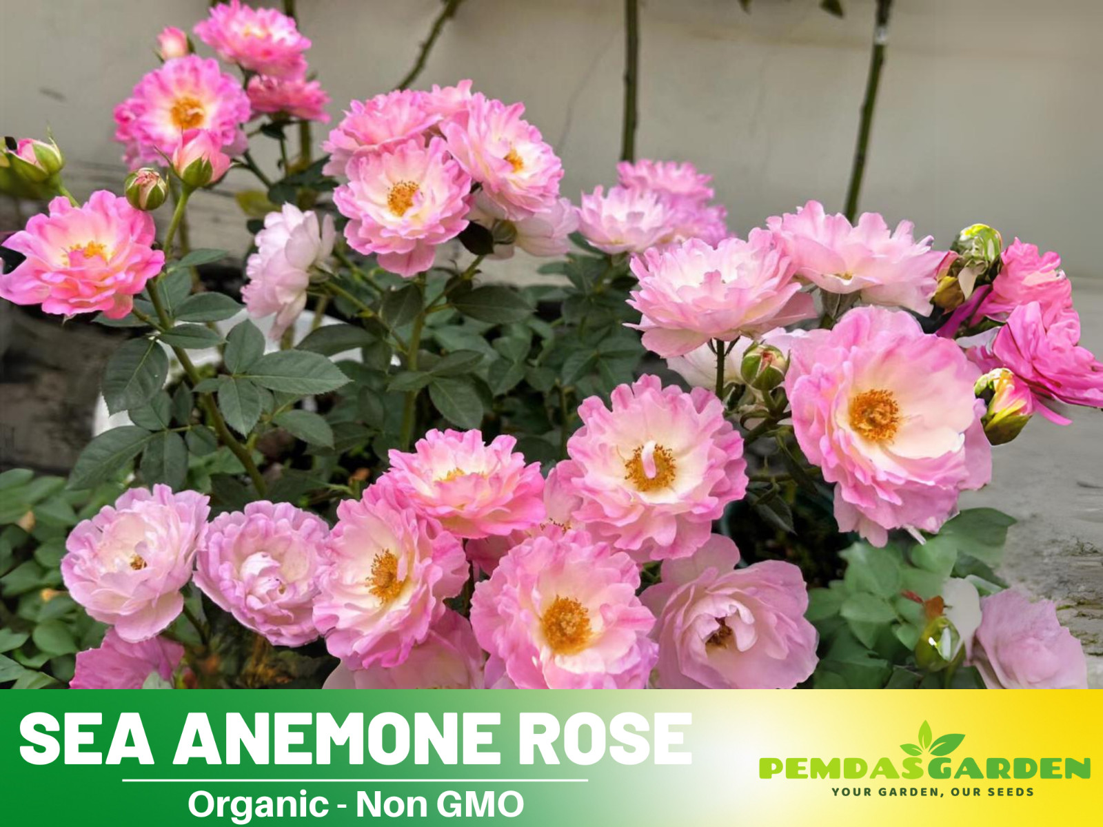 30+ Seeds| Sea Anemone Perennial Rose Seeds
