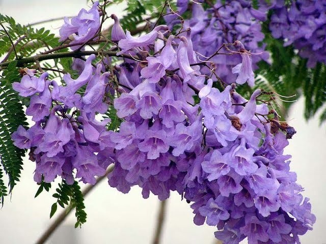 Jacaranda Mimosifolia Bonsai Tree Seeds (1,000 Seeds) + Growing Instructions