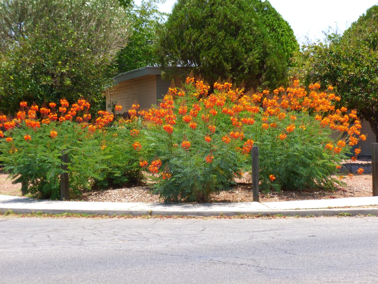 Caesalpinia Pulcherrima 25 Seeds Barbados Flowering Shrub Tree, Bird of Paradise