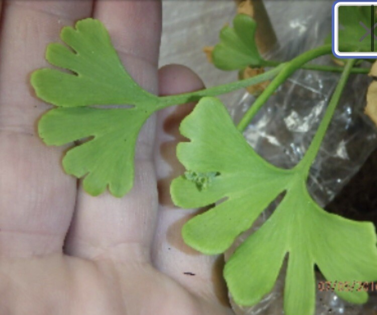 Ginkgo biloba “Anny’s Zebra”, male, grafted, 1-2 year old 8-12″ tall