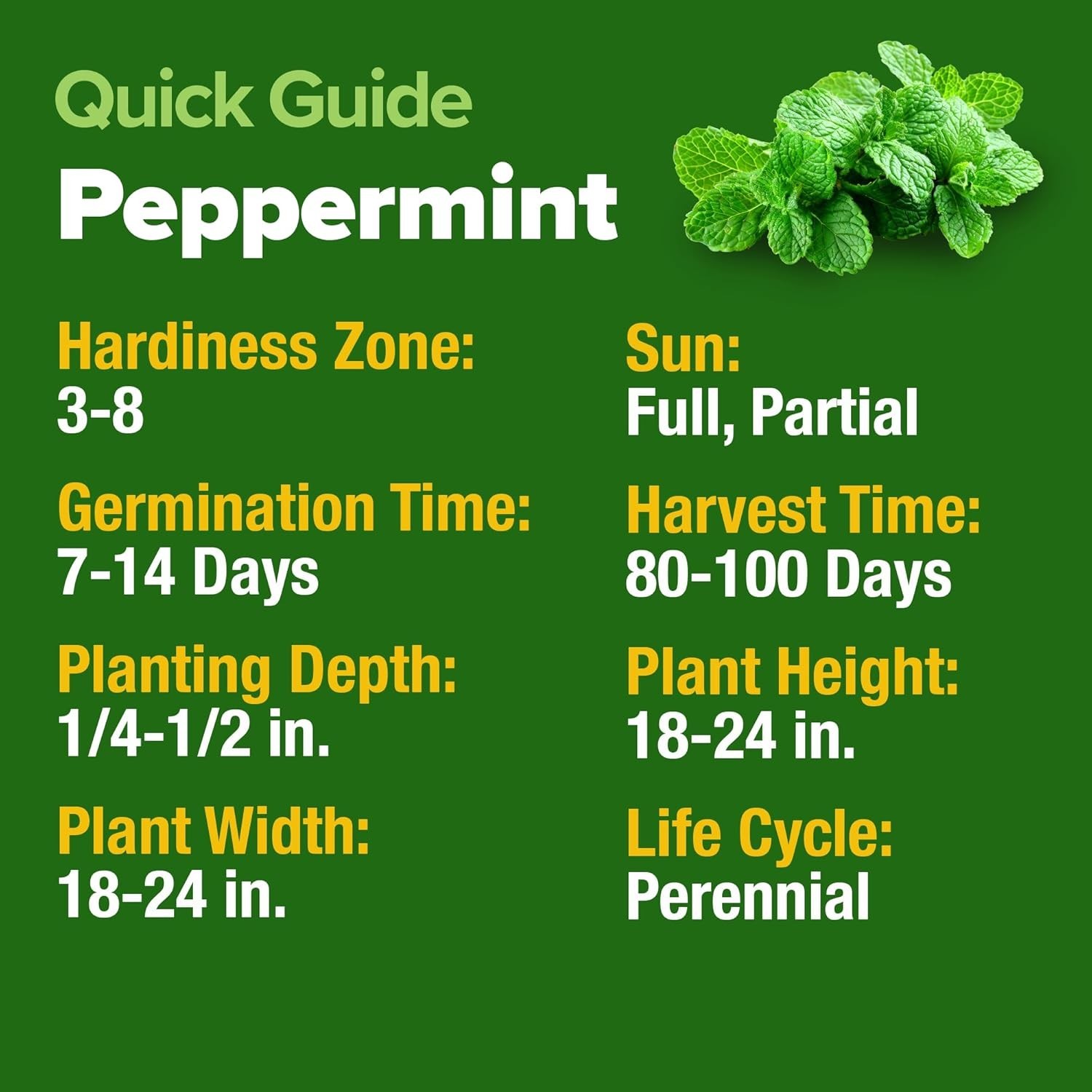 Heirloom Peppermint Seeds – 2,370 High Germination Indoor/Outdoor Herb Seeds