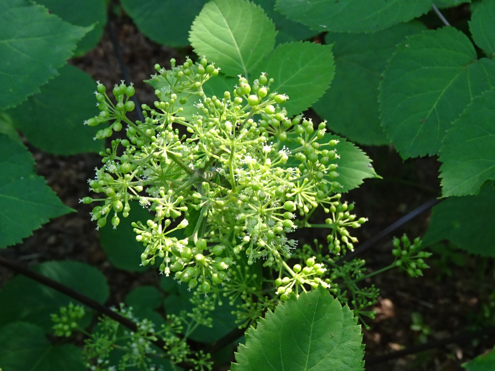 American spikenard Aralia racemosa Native perennial 25 seeds
