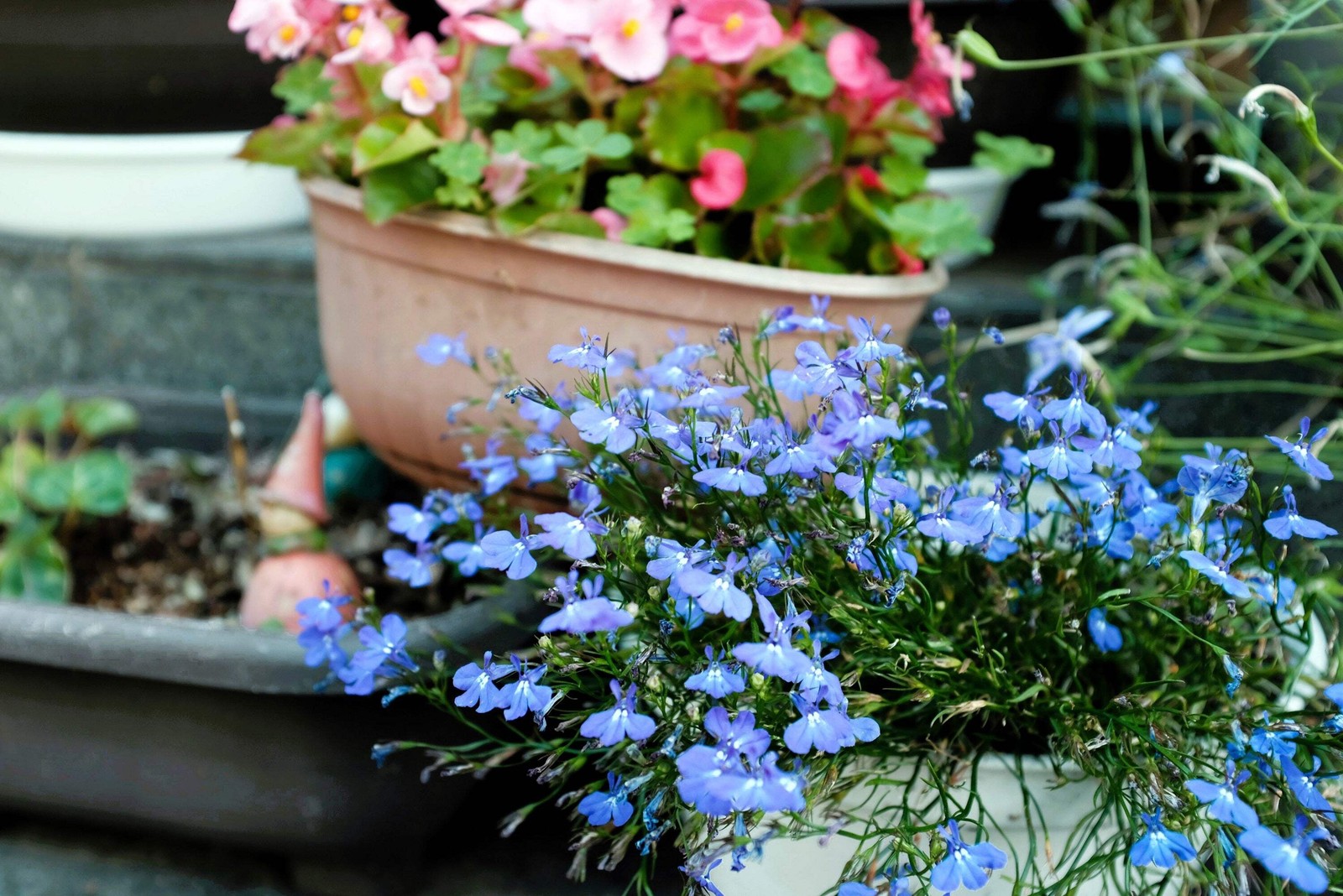 200 SKY BLUE LOBELIA Regatta Lobelia Erinus Flower Seeds