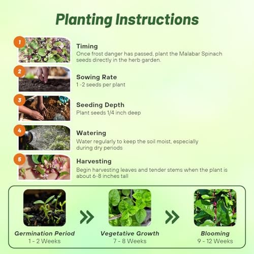 Basella Rubra Malabar Spinach Seeds -00 Pcs. Perennial, Humid & 100 Seeds 1