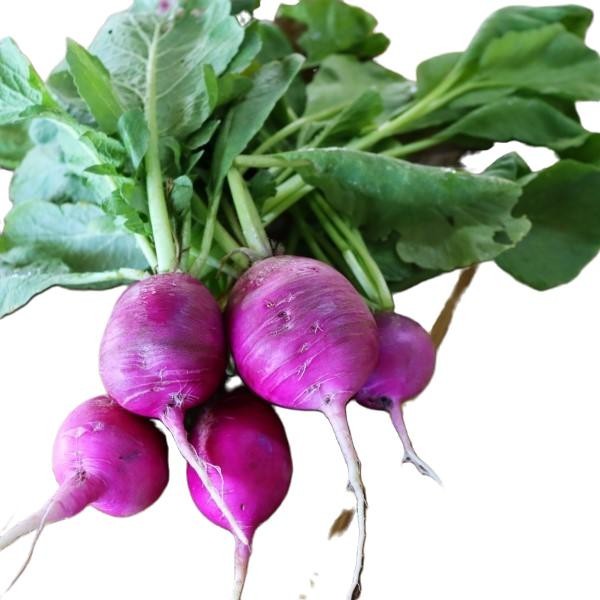 Plum Purple Radish Seeds – 150 Untreated NON-GMO Seeds, Free Shipping!