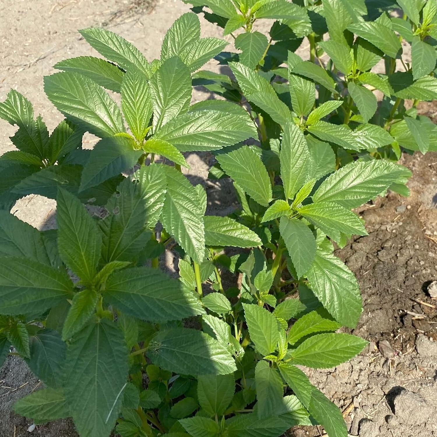 Kitazawa Seed Company Egyptian Spinach Seeds – Molokhia, Jew’s Mallow 4 PACK