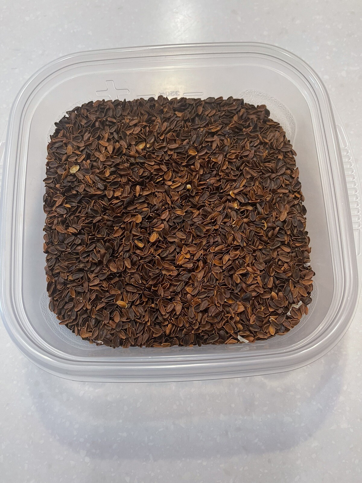 Tropical Milkweed Seeds 125 Count, Help Save The Monarch Butterfly Organic