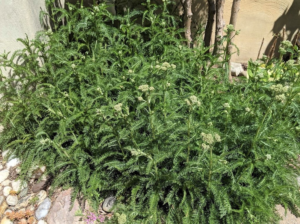 YARROW Achillea Hybrid – Firefly Amethyst – 10 Young Plants