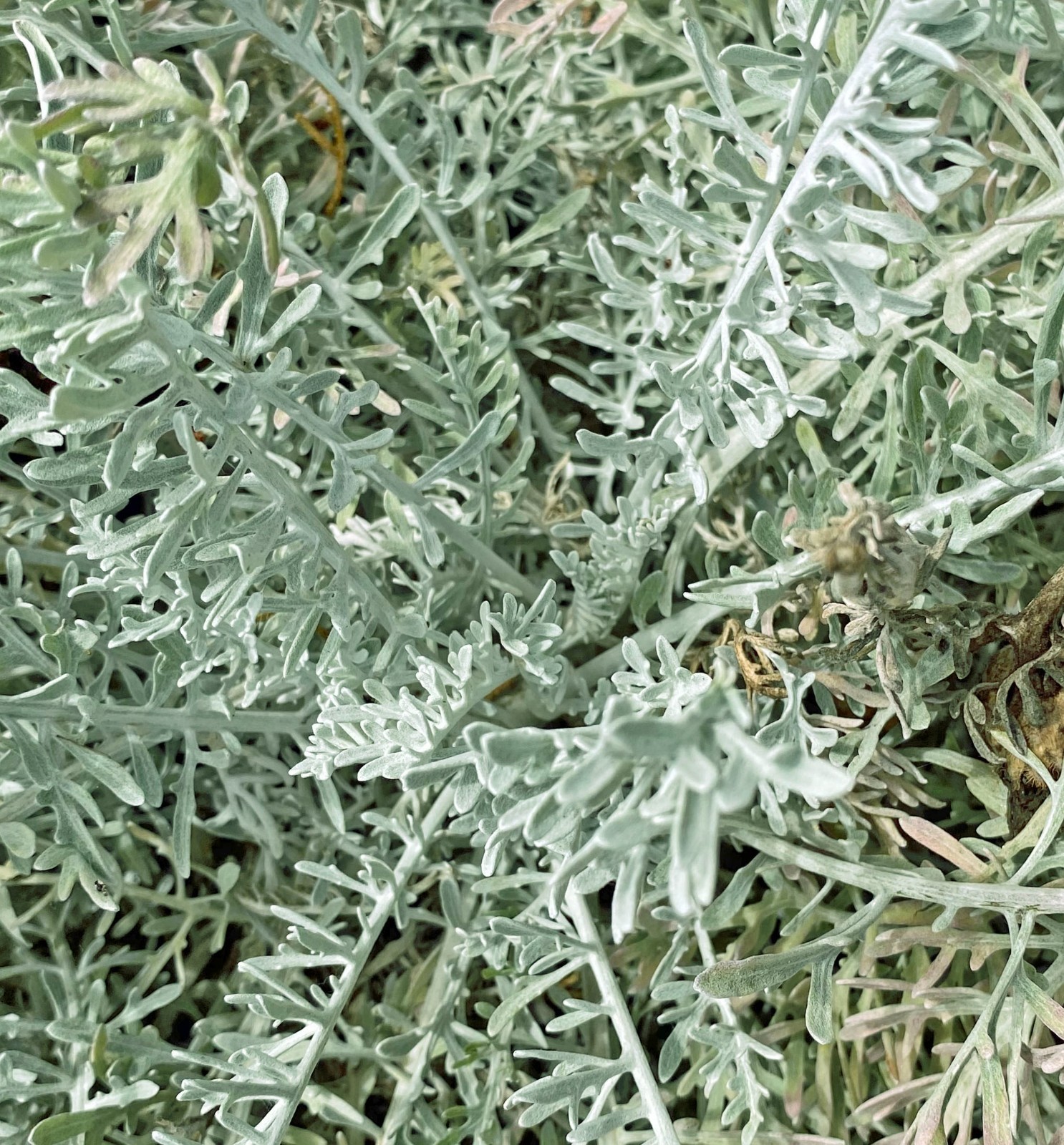 Centaurea gymnocarpa | Velvet Centaurea | 20 Seeds