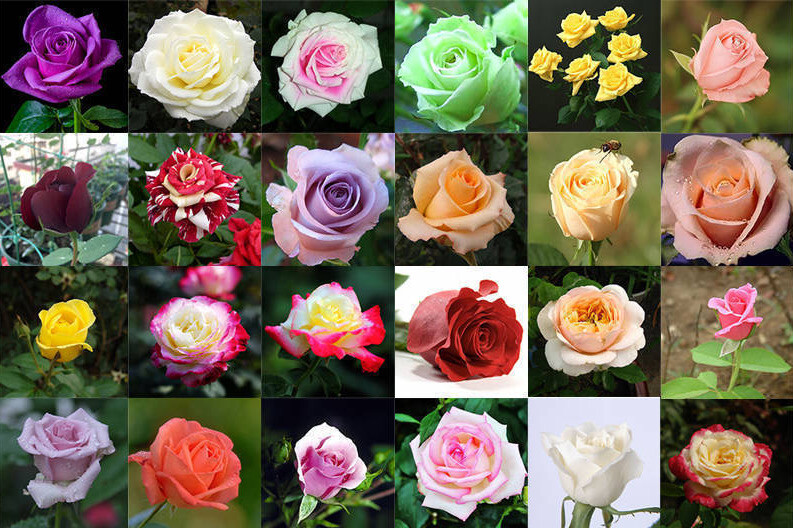 20 CLASSIC STYLE ROSE SEEDS home garden flower plant bush diy Rosas hybrid tea