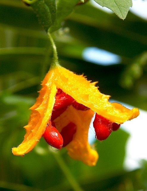 Higher Germination Cundeamor Blond Seeds Momordica Charantia 15 seeds Organic