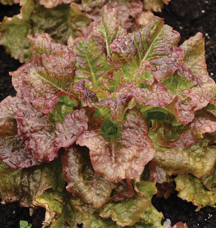 2g Freshly Harvested Premium Red Sails Loose Leaf Lettuce Seeds-A 58