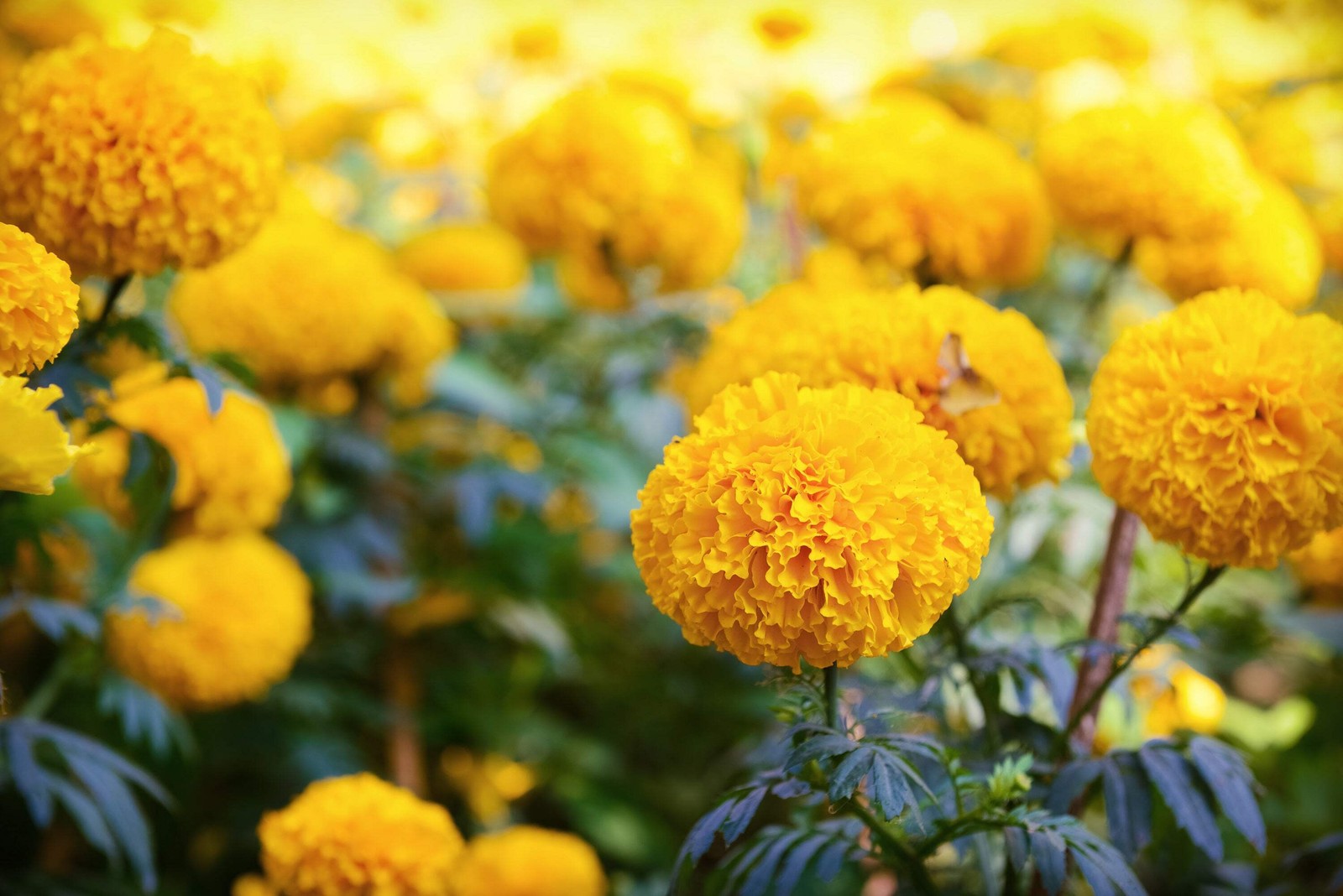 250 AFRICAN MARIGOLD CRACKERJACK Mixed Color Tagetes Erecta Flower Seeds *CombSH