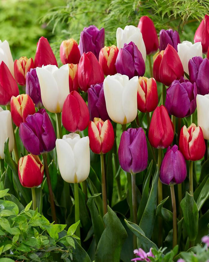 Five Bulbs 12+ cm Tulipa Triumph Stars and Stripes Mix