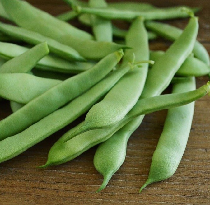 Roma II Flat Bush Green Bean Seeds Garden Planting Non-GMO 50 Seeds