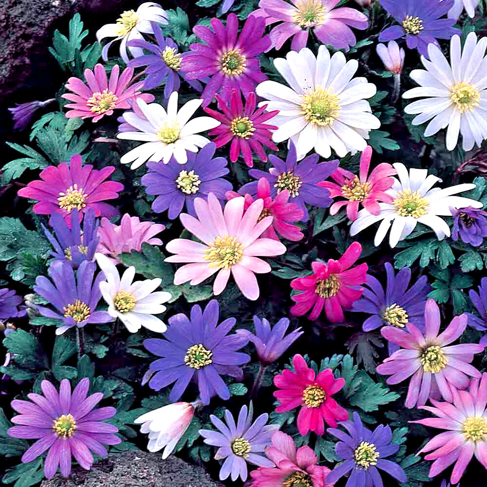 5 WINDFLOWER Anemone Flower Bulbs mixed color collection- Woodland gardens