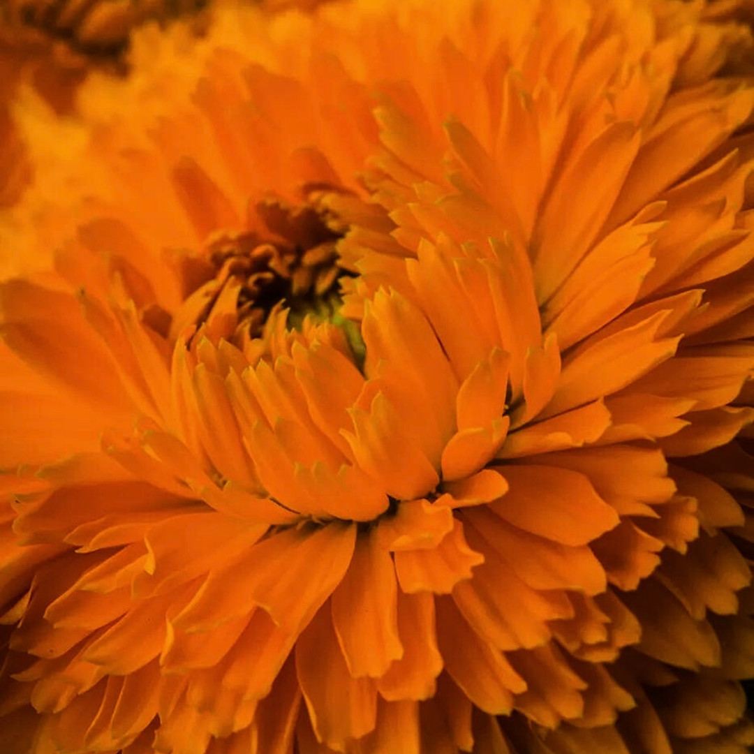 Fresh Premium French Marigold Calendula Seeds | Heirloom Non-GMO | Flower Seeds