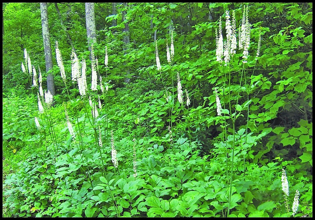 2 Black Cohosh Dormant Bare Root~Bugbane, Snakeroot ~Wild Woodland~Winter Hardy