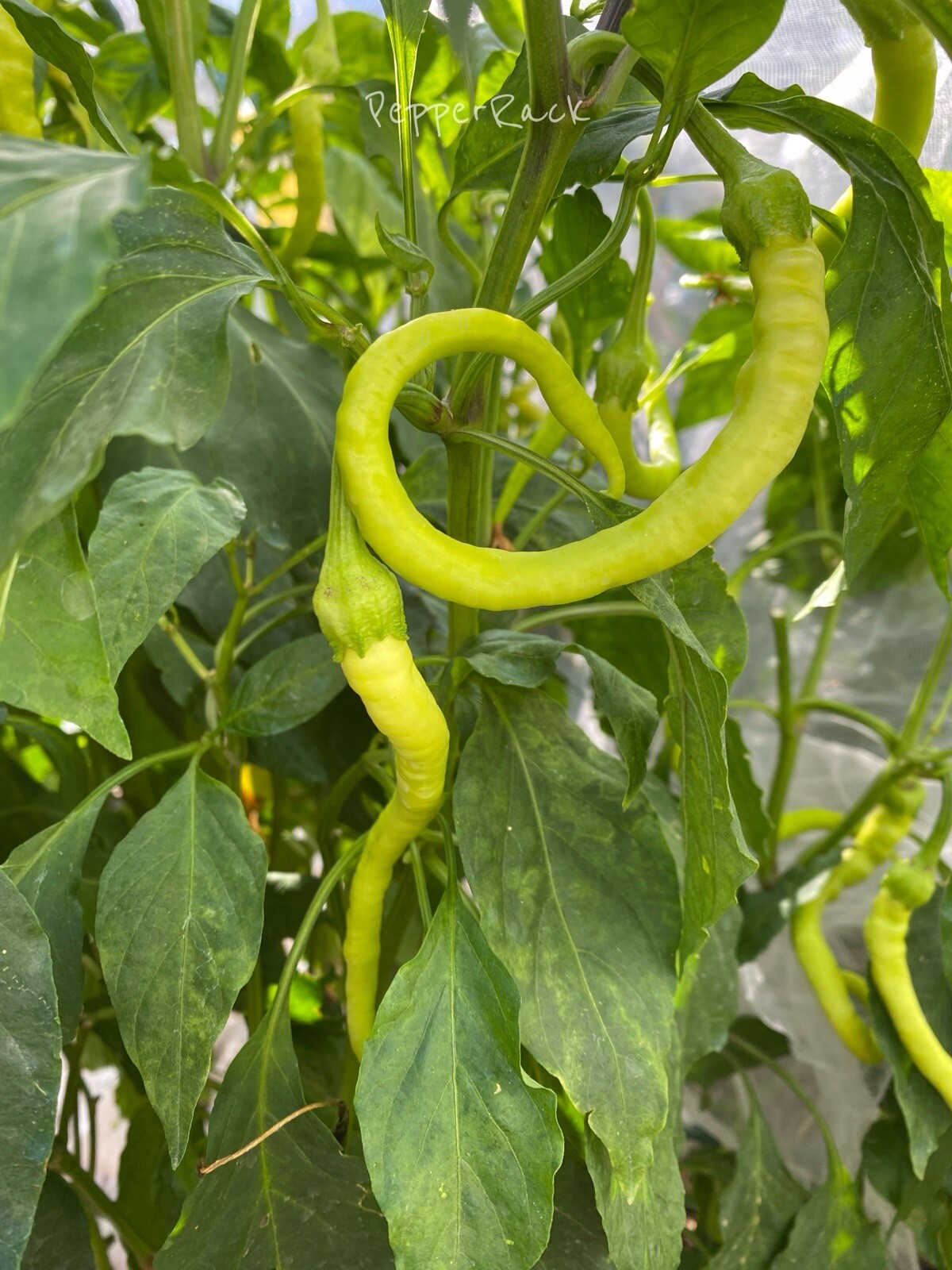 RARE✿ Heirloom Corbaci Sweet Pepper 15 Seeds ●Ripe Early