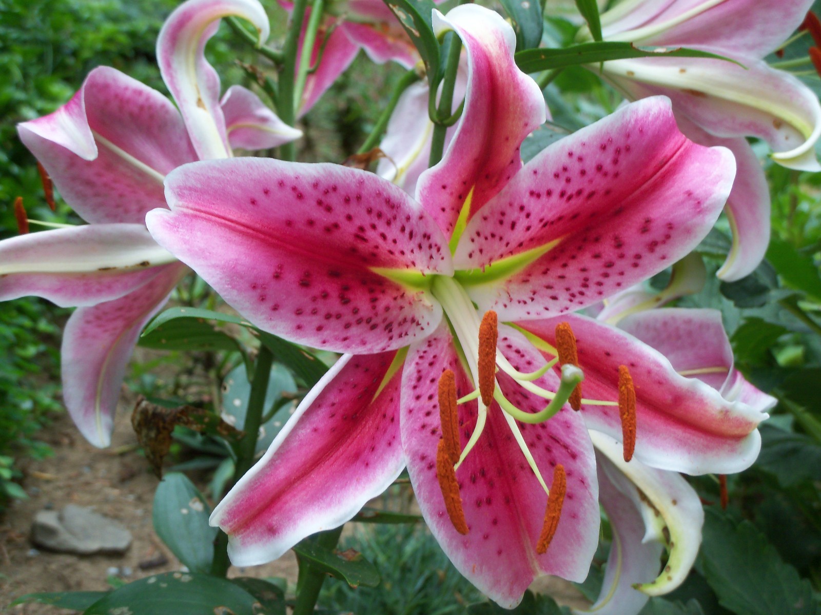 10 Stargazer Lily bulbs