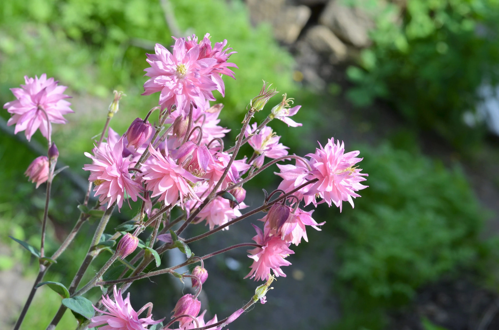 100 Mixed TALL DOUBLE COLUMBINE Aquilegia Vulgaris Red Pink Purple Flower Seeds