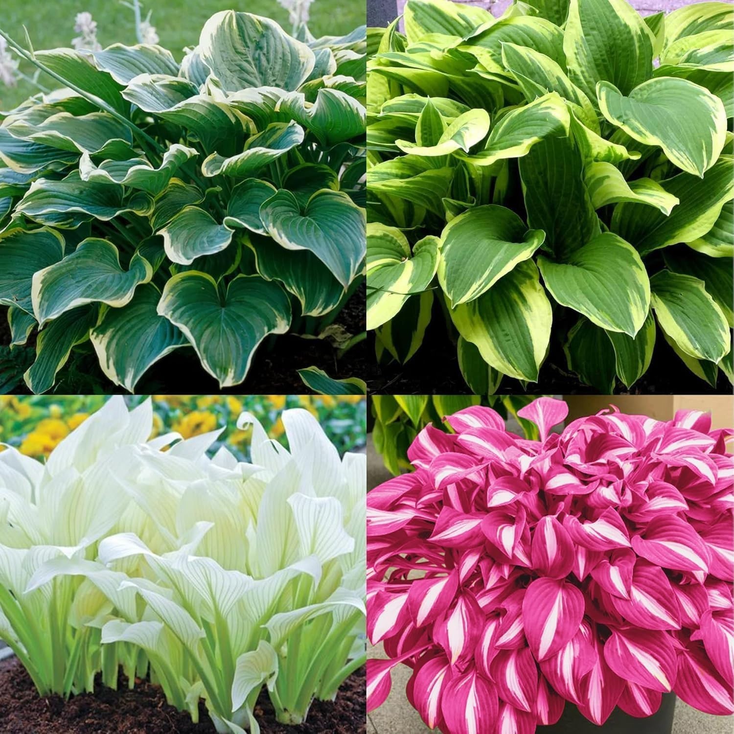 200 Hosta Seeds – Low Maintenance, Mixed Ornamental Foliage for Patios