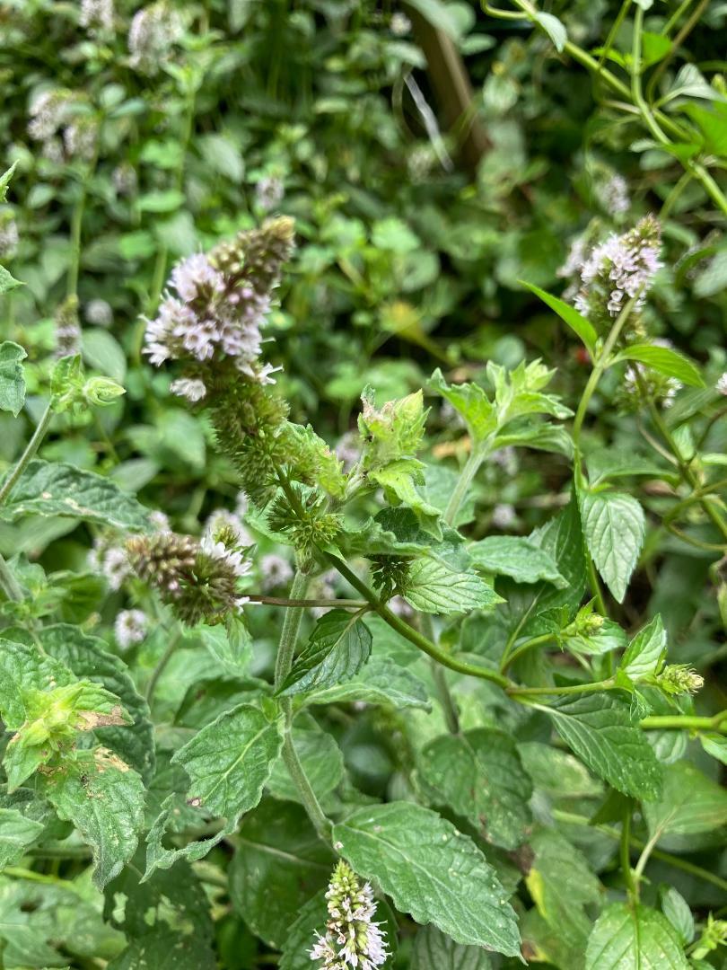 Chocolate Mint Herb Plant 25 Seeds USA Seller USA Seller Home Grown