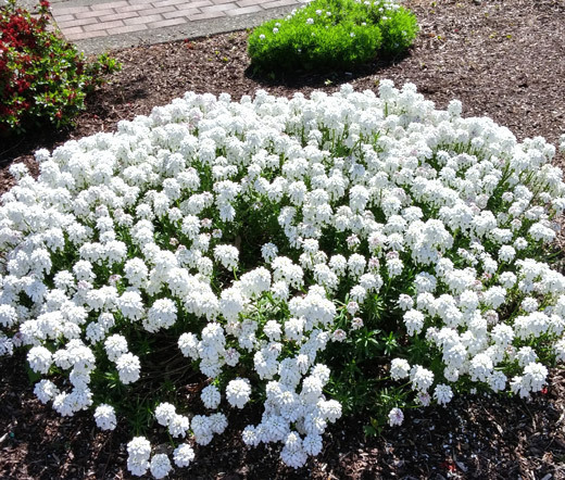 CANDYTUFT WHITE EVERGREEN PERENNIAL Iberis Sempervirens – 100 Seeds