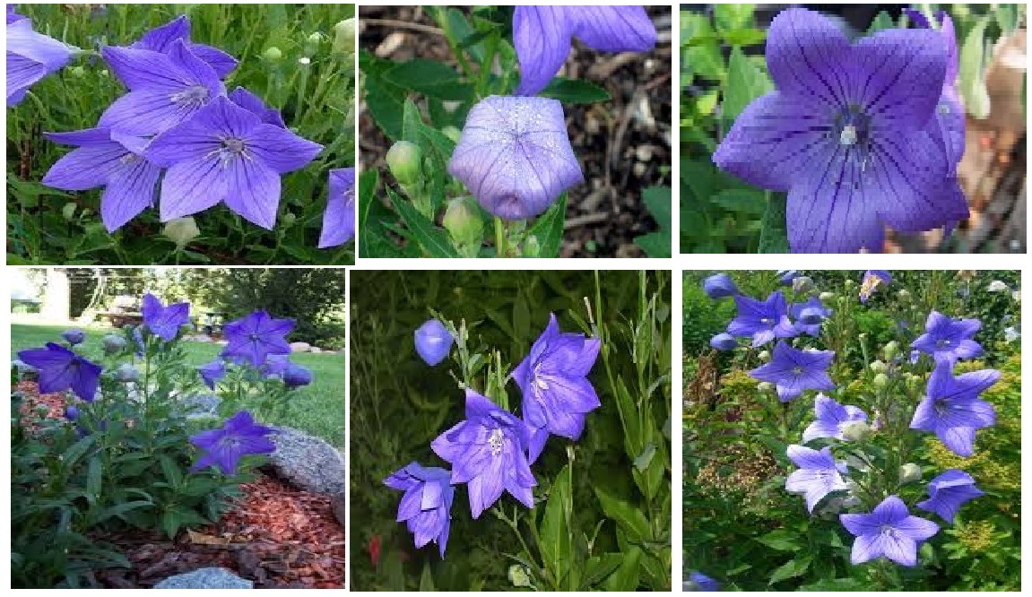 Blue Balloon Perennial Flower 100 Seeds USA Seller