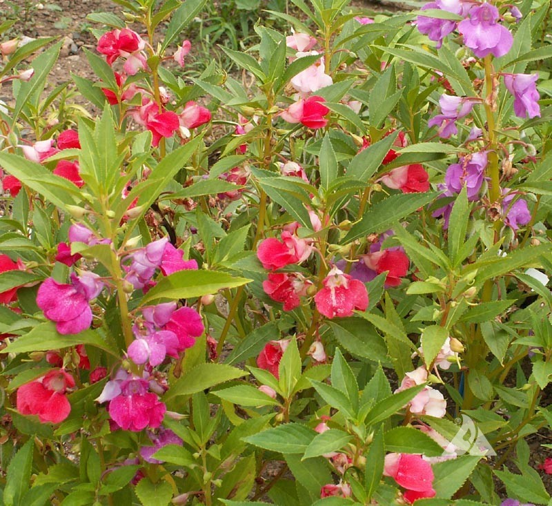Balsam Camelia Flowered Mix Wildflower, Impatiens Balsamina, Touch Me Not