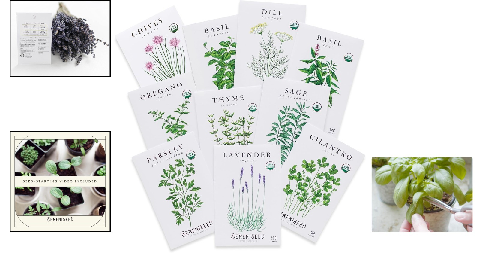 Germination Guaranteed! Heirloom Herb Seeds 10-Pack – Perfect for Home Gardening