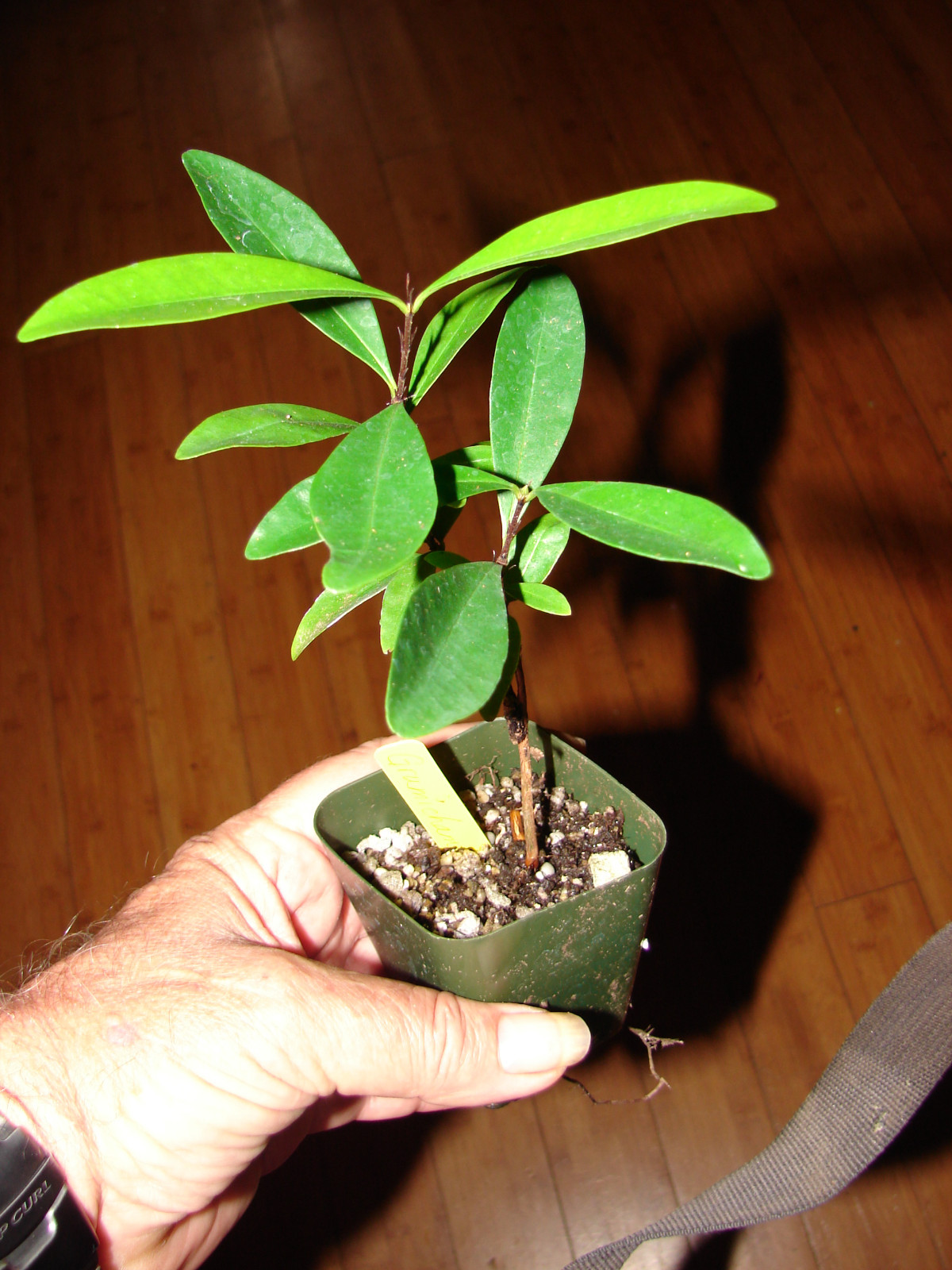 ~GRUMICHAMA~ Eugenia braziliensis FRUIT TREE Brazilian Cherry sml starter Plant