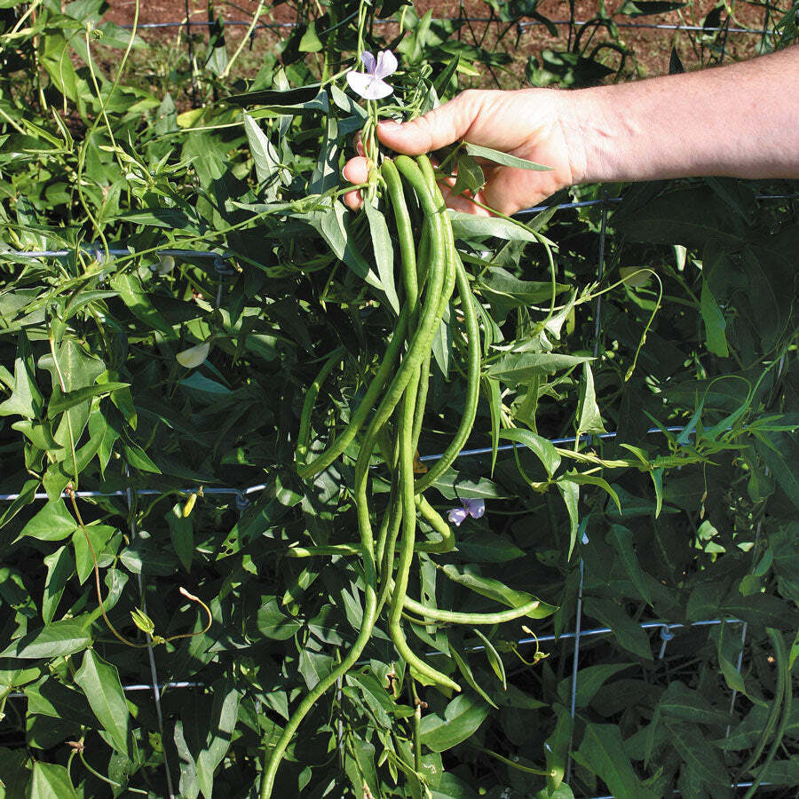 5 Colors Mix Yard Long Bean Seeds | Multi Variety Pole Asian Vegetable Seed 2023