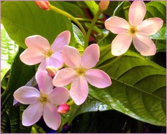 Combretum indicum Rangoon creeper Single flower live plant
