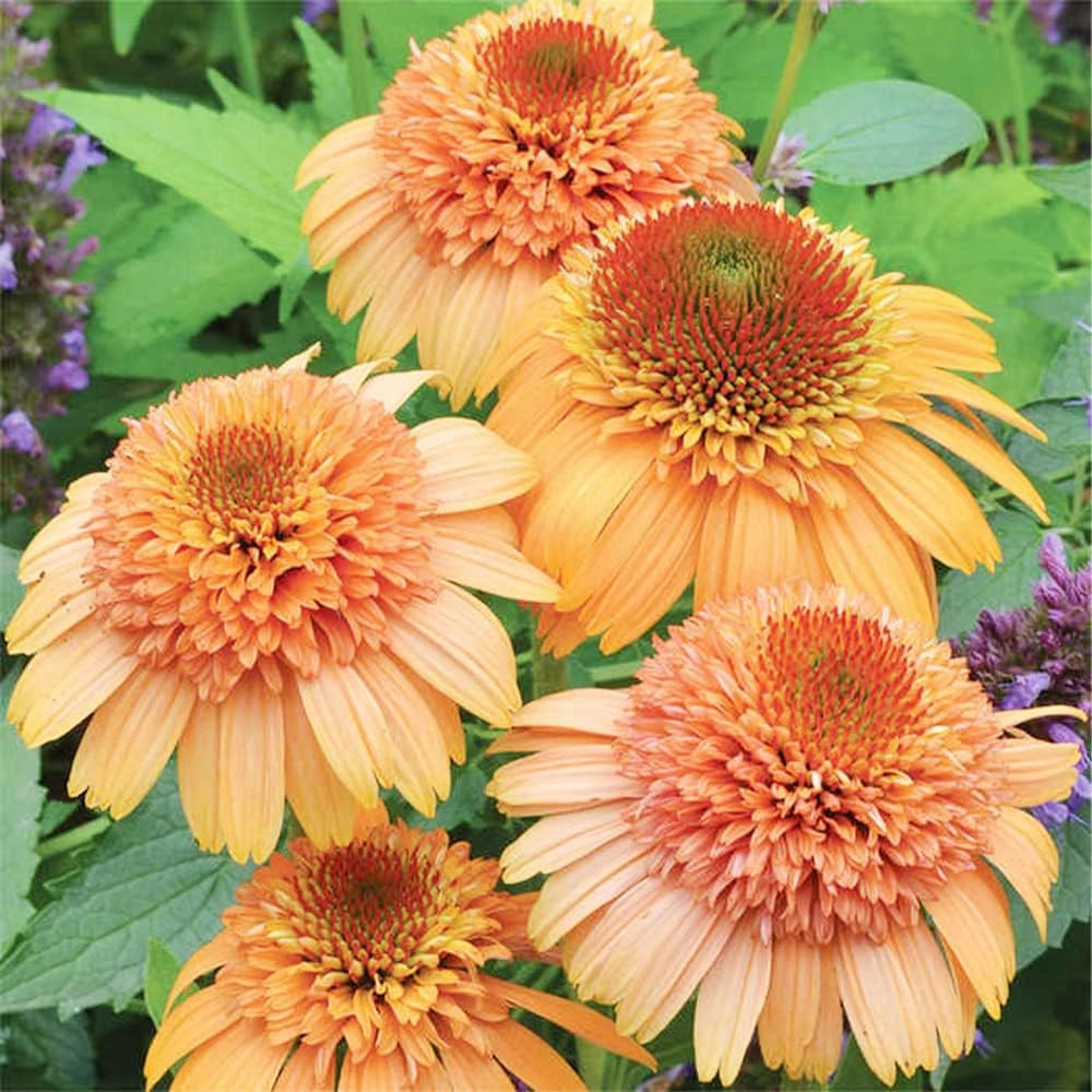 1000+ Double Echinacea Coneflower Seeds for Planting -Perennial Cone Flower Seed