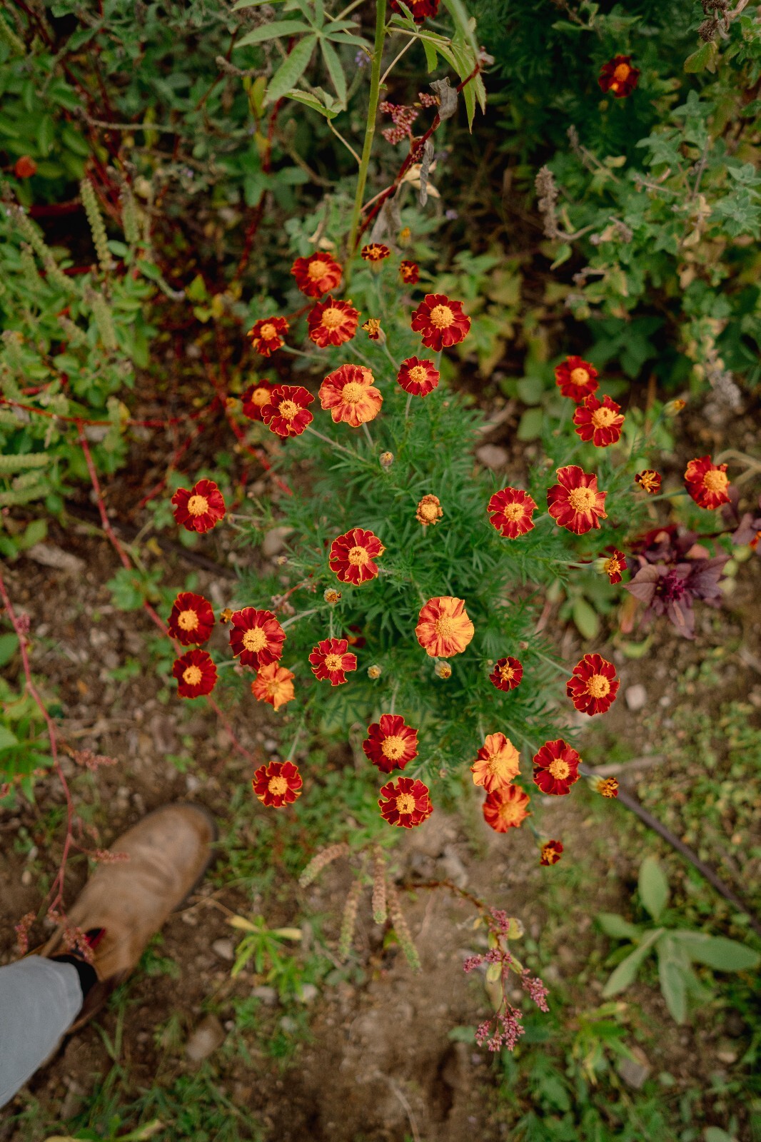 Tashkent Marigold Flower Seeds, Heirloom Orange Halo Blossoms, Certified Organic