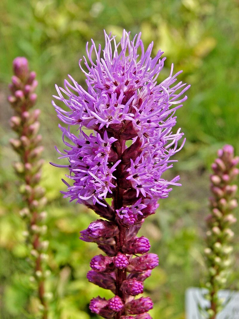 purple Liatris spicata 102 seeds, blazing star, gayfeather. no GMO. grown in USA